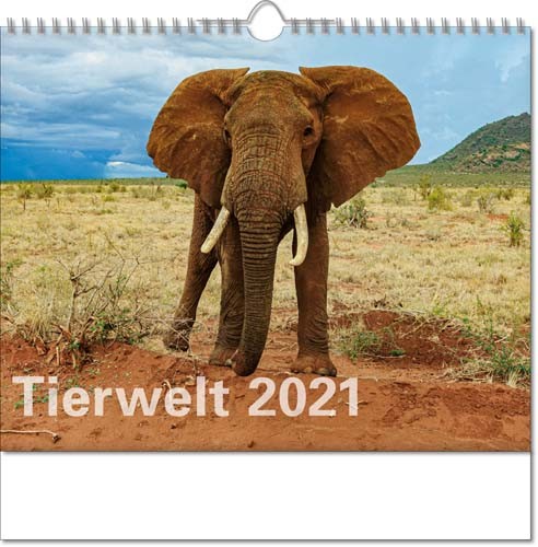  Bildkalender deutsch TIERWELT mit Wire-O